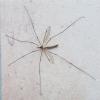 Tipula paludosa
